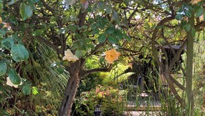 A wooden bench under a tree with yellow flowers, surrounded by greenery and a garden path. - Traditional 1850s fisherman’s cottage, perfect coastal retreat, sea views. (Scratby)