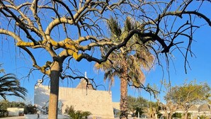 Ein gepflegter Garten mit verschiedenen Bäumen und freiem Blick auf ein historisches Gebäude im Hintergrund.