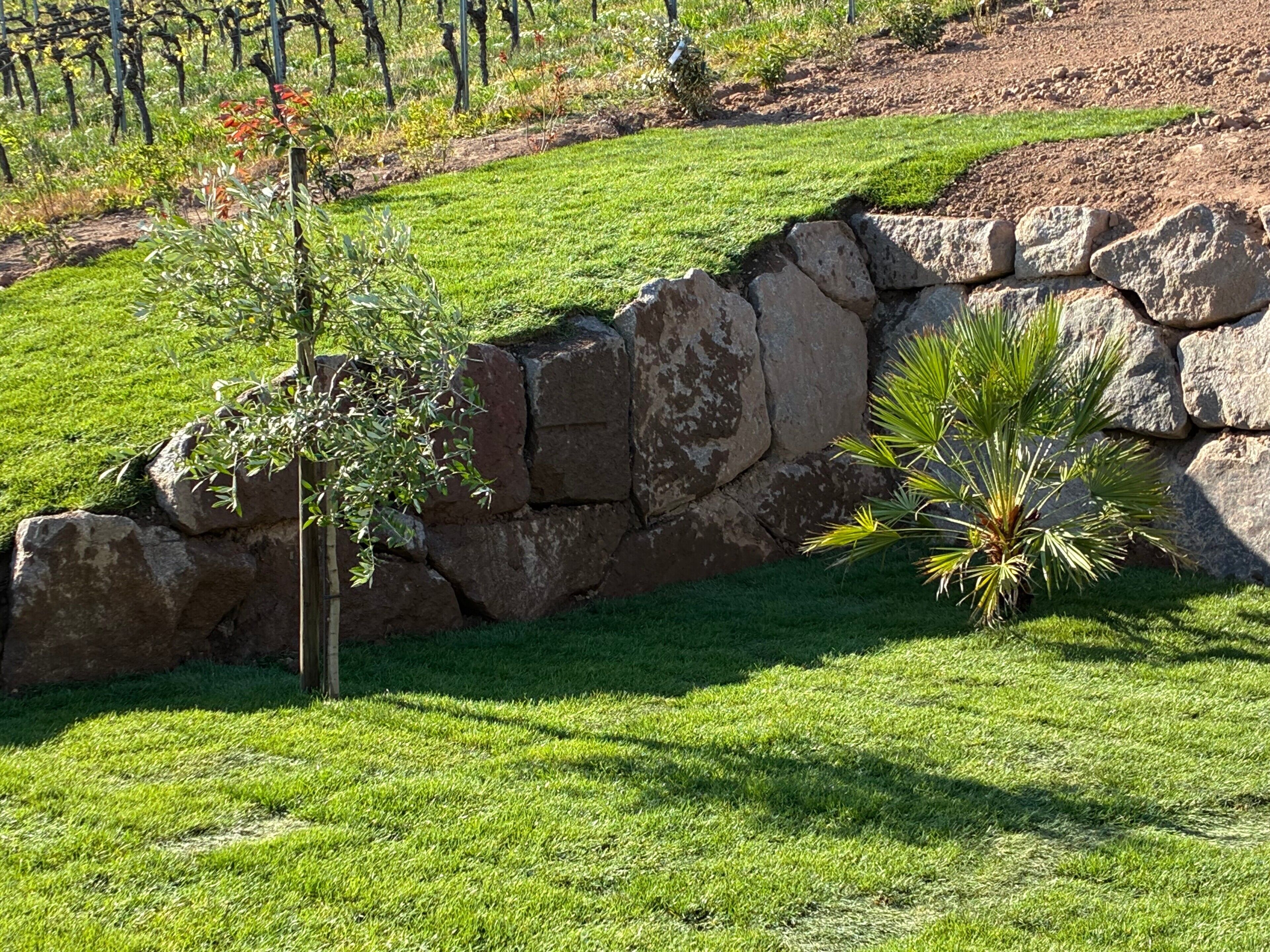 Un jardín ajardinado con un muro de contención de piedra, una palmera y un pequeño árbol de hojas rojas.