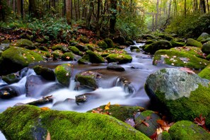 Un ruisseau de forêt, avec des rochers couverts de mousse et des feuilles mortes.