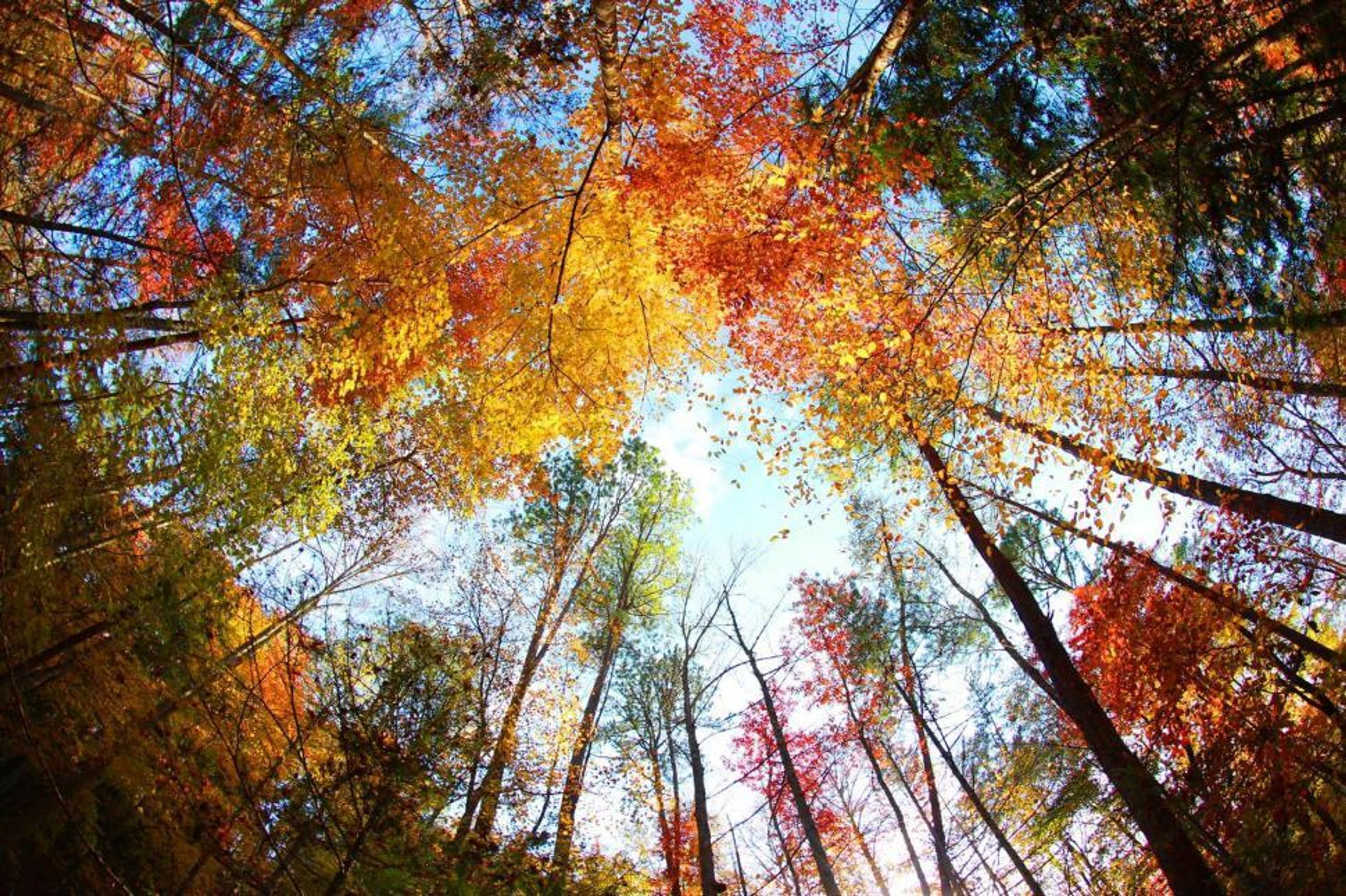 Una foresta con alberi alti e foglie autunnali dai colori vivaci.