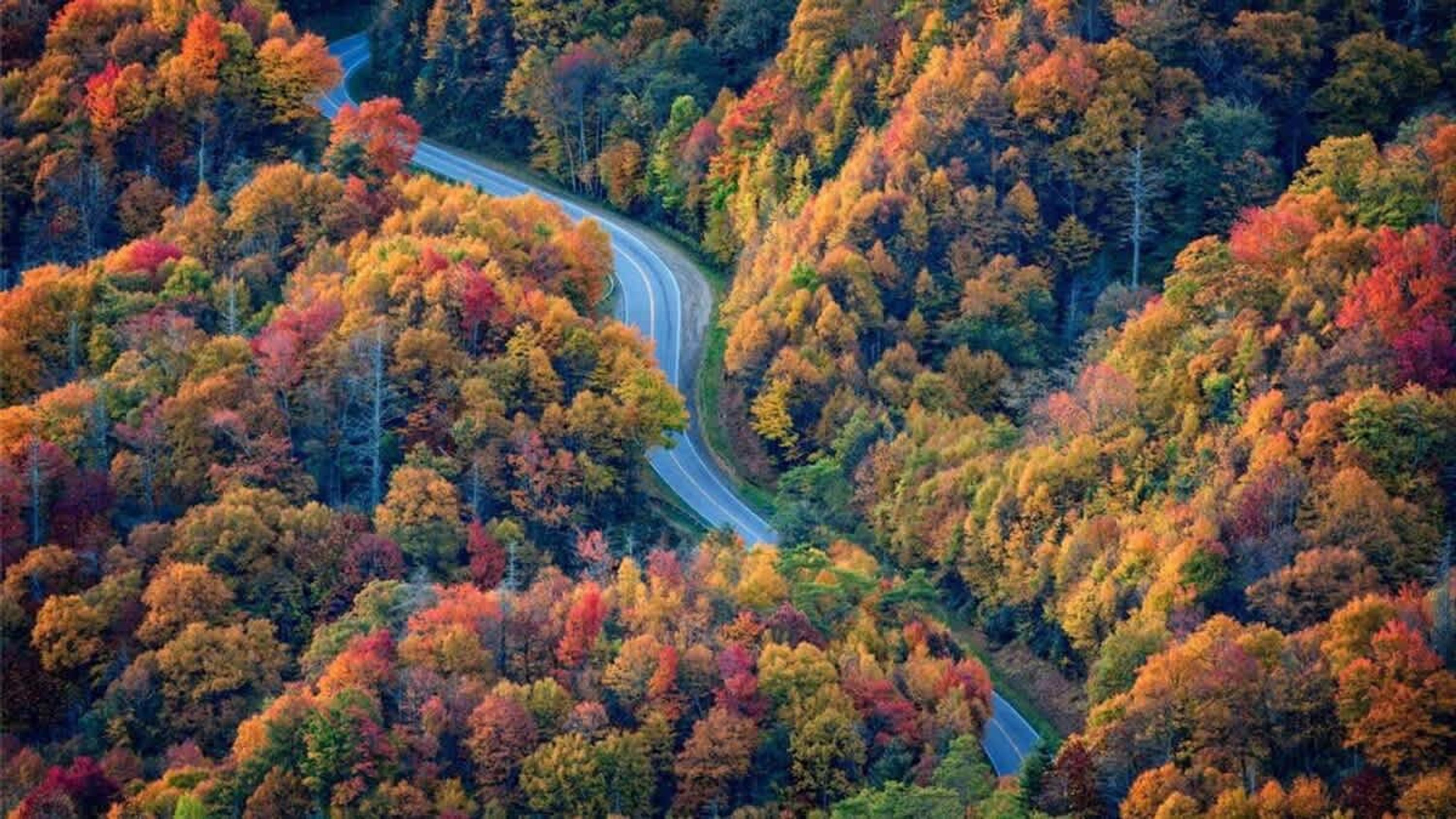 Una strada tortuosa che si snoda attraverso una foresta con foglie autunnali.
