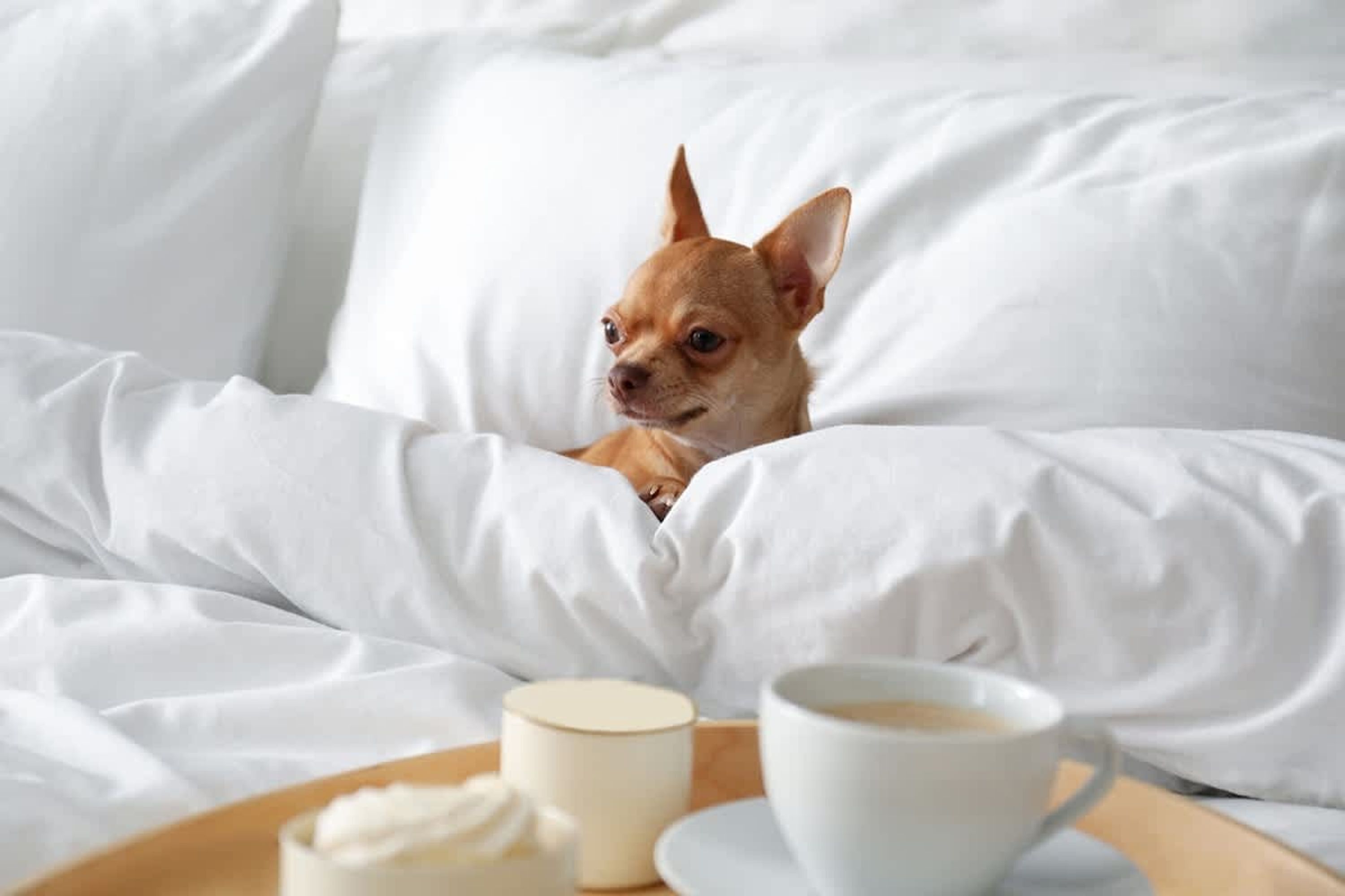 A dog in a bed with white bedding and a tray with a cup of coffee and a container of cream.