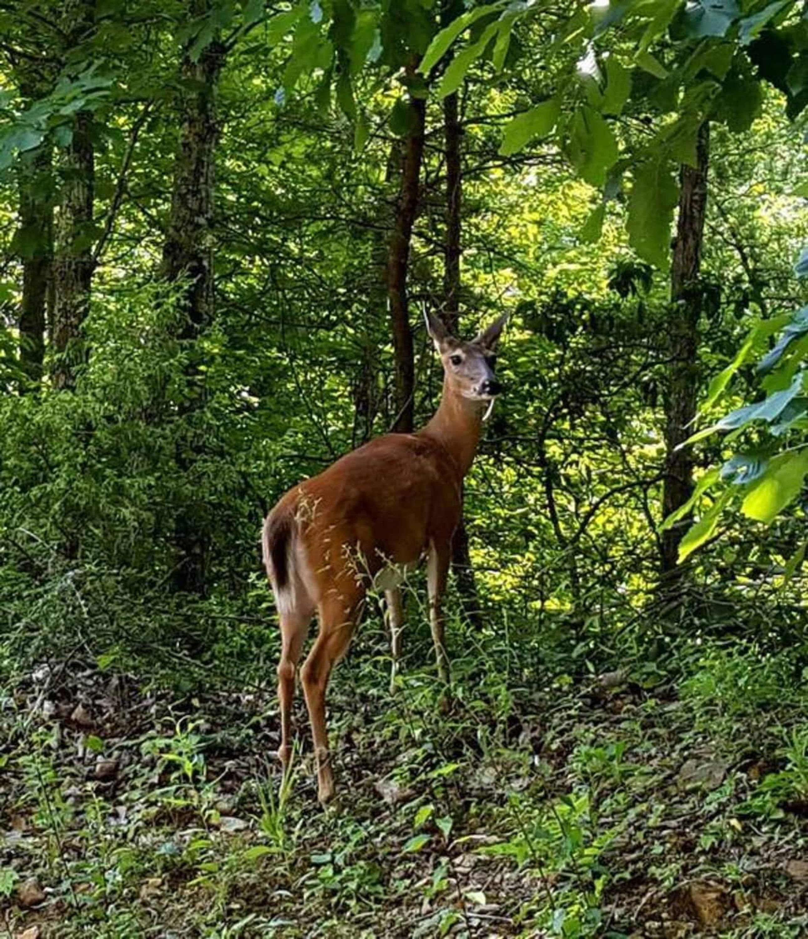 A deer in a forested area with dense foliage and trees.