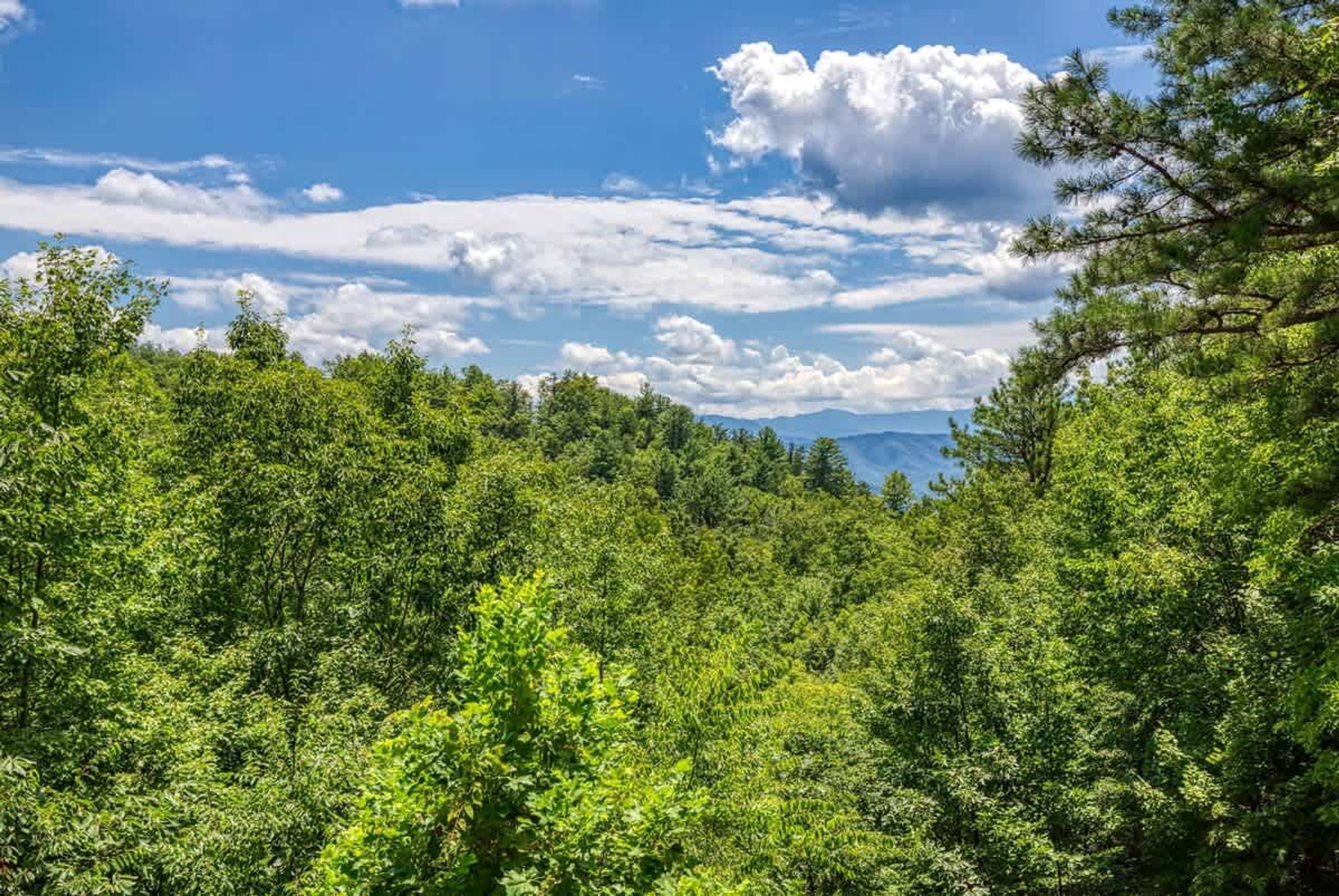 A dense forest with a clear sky and mountains in the distance.
