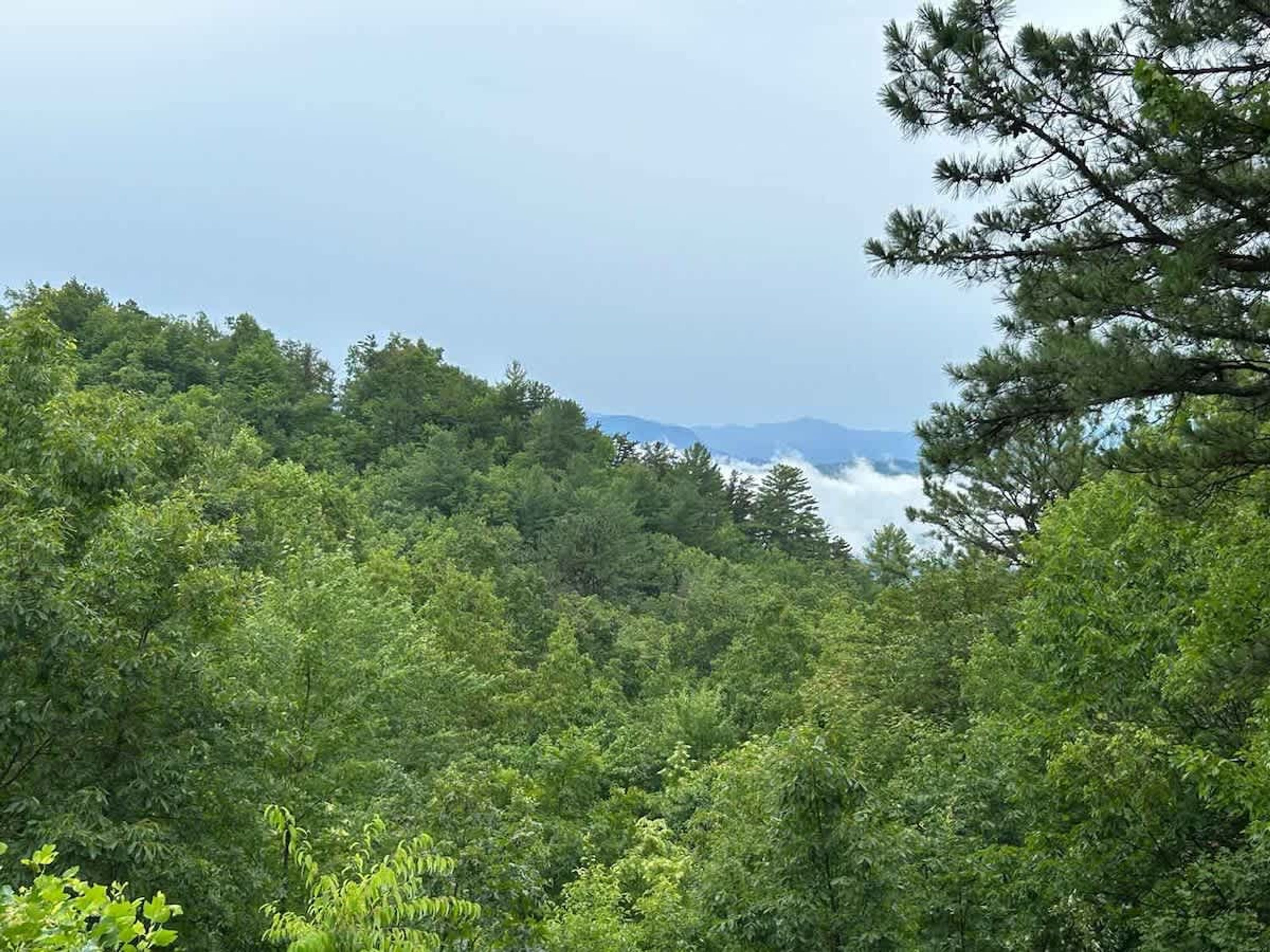 A dense forest with a mountain range in the background.