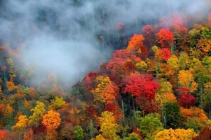 Un'area boschiva con alberi dai diversi colori autunnali.