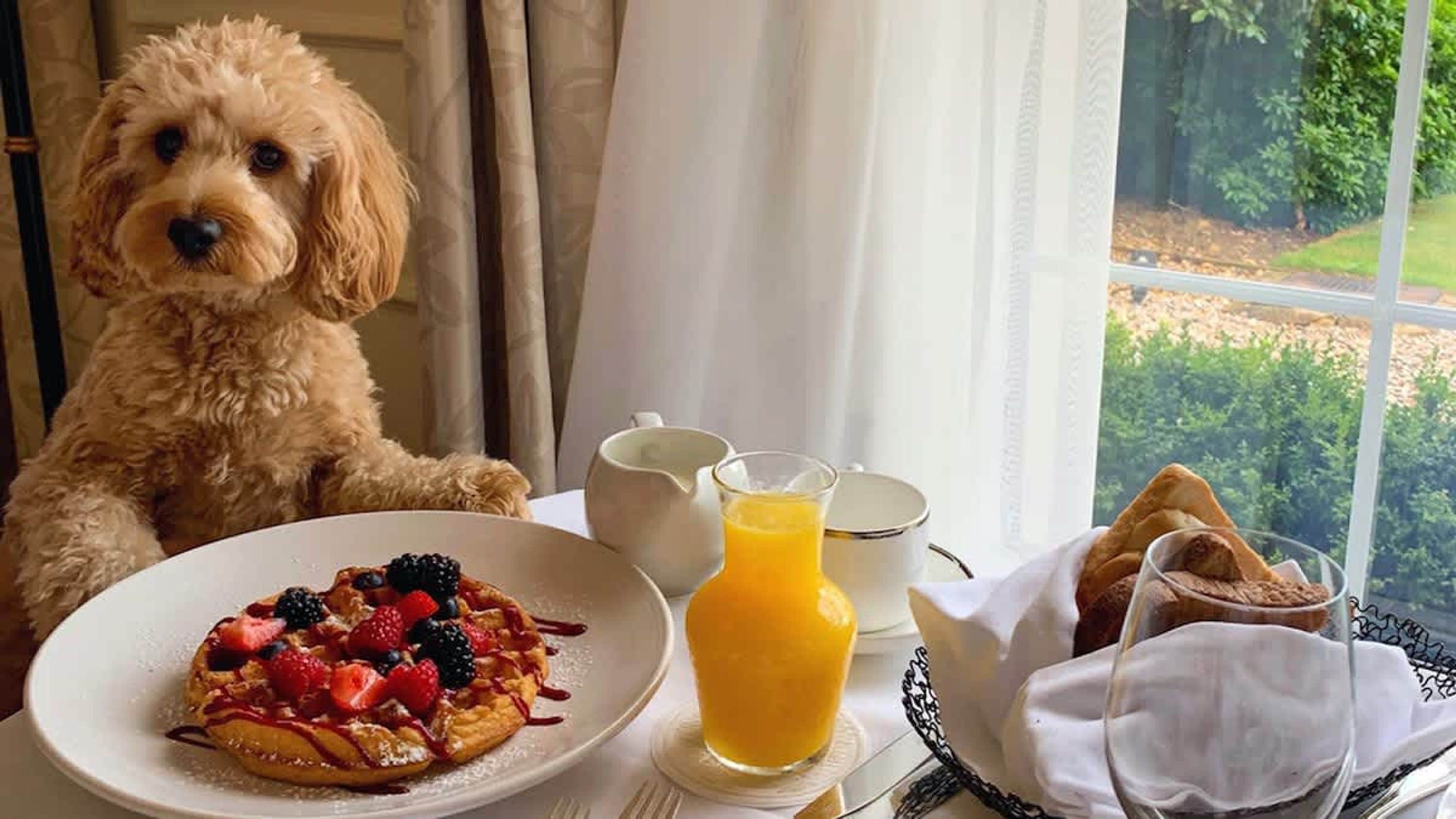 A dog sitting next to a breakfast table with a plate of pancakes, a glass of orange juice, and a basket of bread.