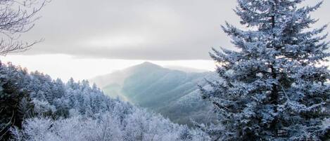 Un paisaje montañoso nevado con bosques densos y un árbol de hoja perenne destacado.
