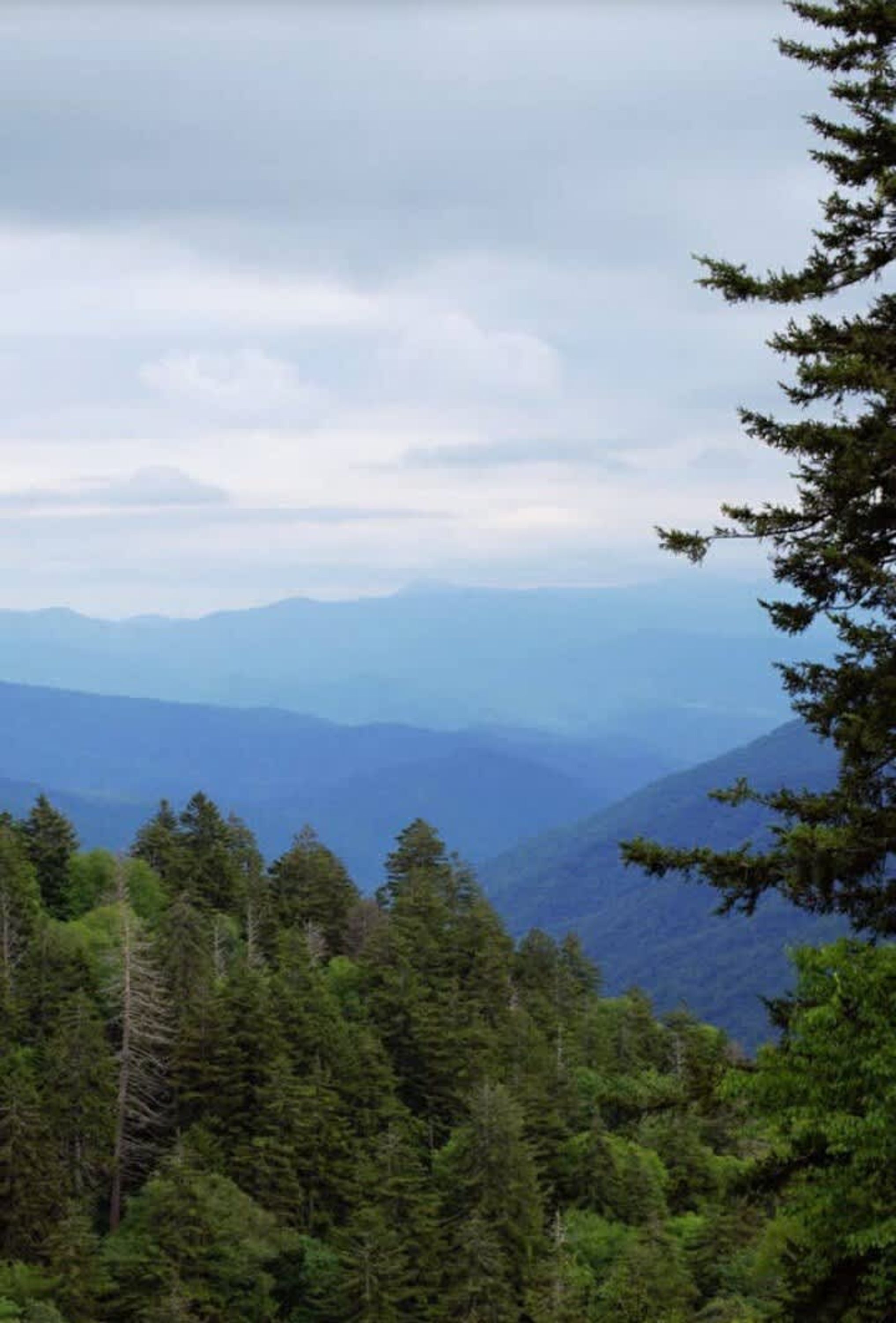 A forested mountain landscape with a view of distant mountains.