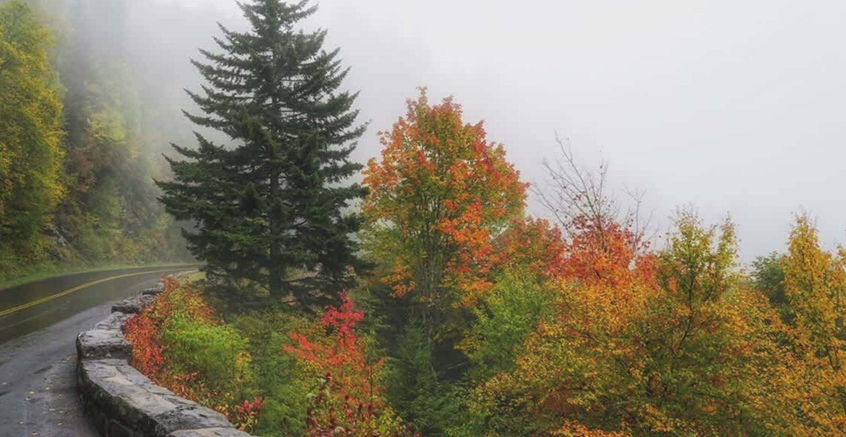 Une route sinueuse qui traverse une forêt aux couleurs automnales.