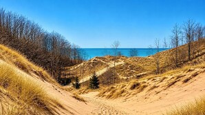 A sandy path leading to a beach with dunes and sparse trees.