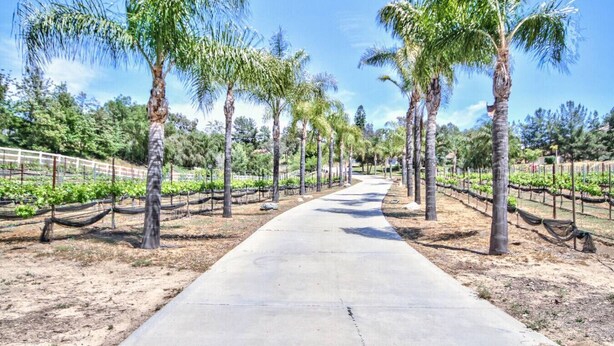 A pathway lined with palm trees and rows of grapevines, leading towards a hilly landscape. - Rancho Vista Estate on 3 acre, Private grapevines (Temecula)