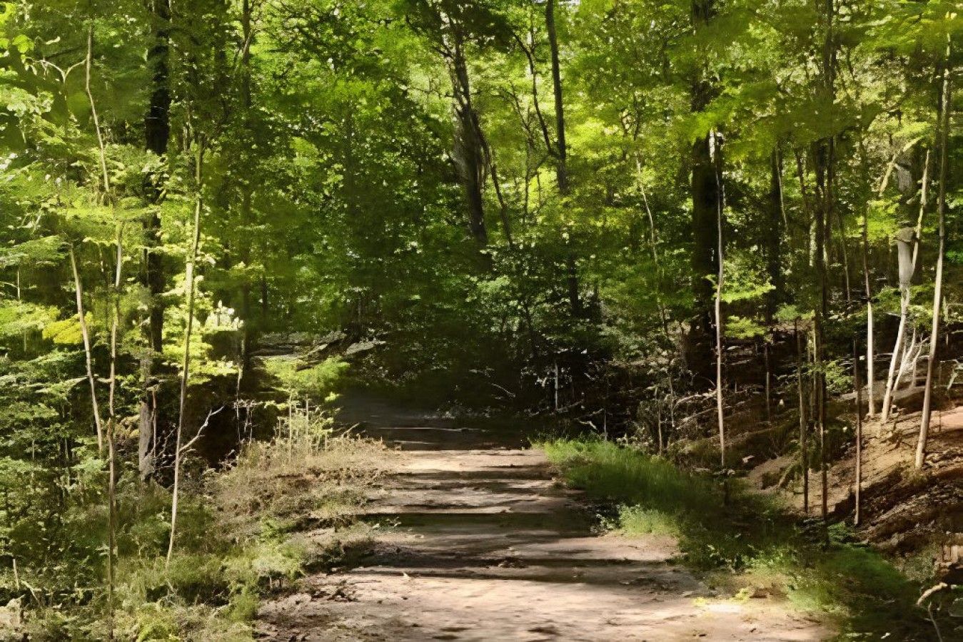 A dirt path leading through a forested area with dense green foliage and trees.