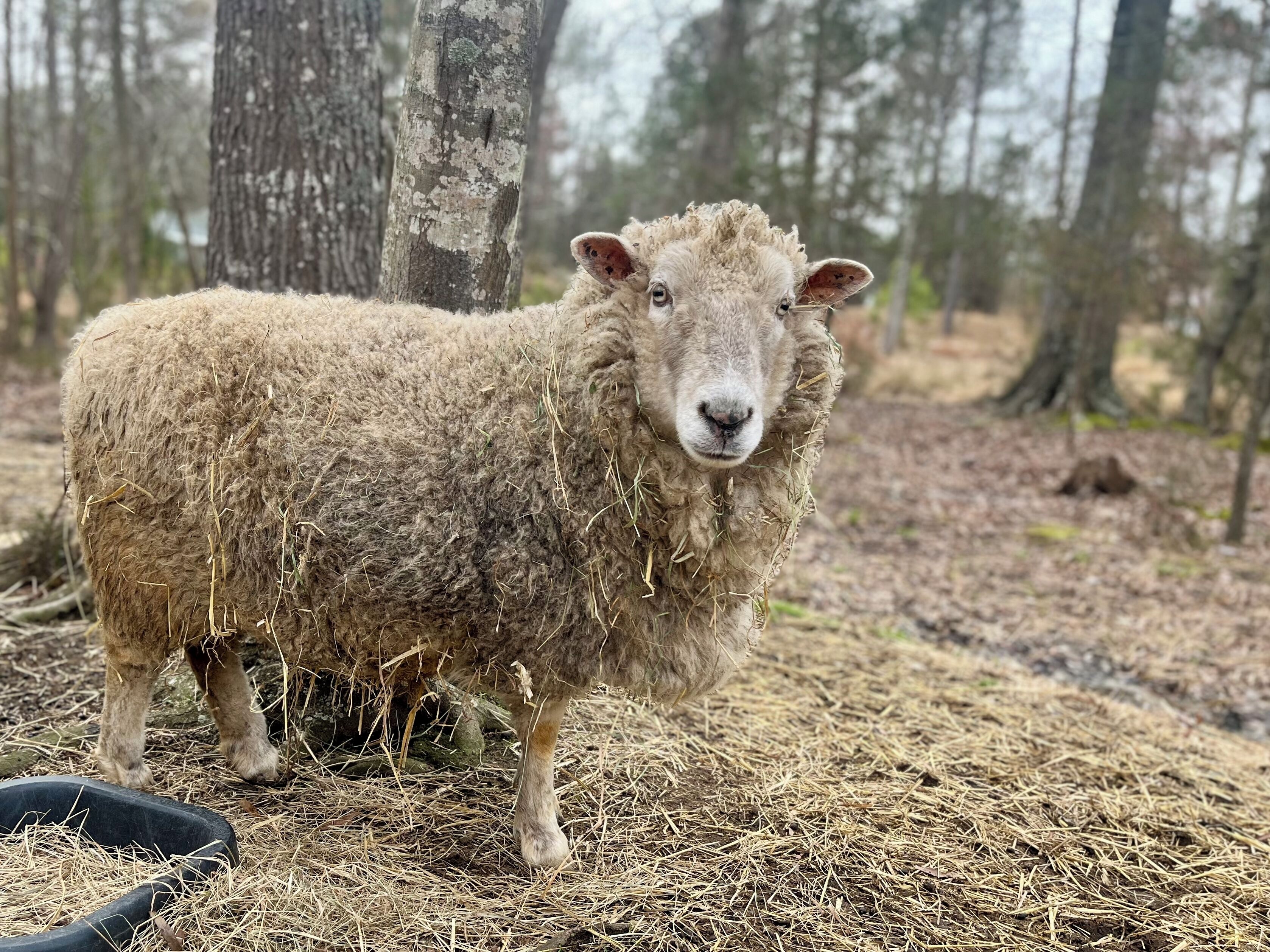 A sheep in a natural outdoor setting with trees and hay on the ground.