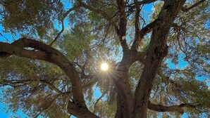 Ein großer Baum mit einem Zaun im Hintergrund.