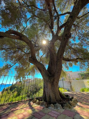Property grounds - Pinnìga's House with majestic sea views (Santa Maria Navarrese)