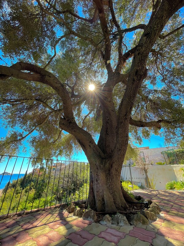 A large tree with a metal fence in the background.
