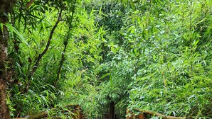 Property grounds - Dome in green Patagonia with view and access to the Petrohue River, Tinas Calientes. (Cochamo)