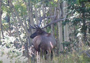 Miscellaneous - Peaceful camping retreat in charming Arrowhead, perfect for nature lovers (Cimarron)