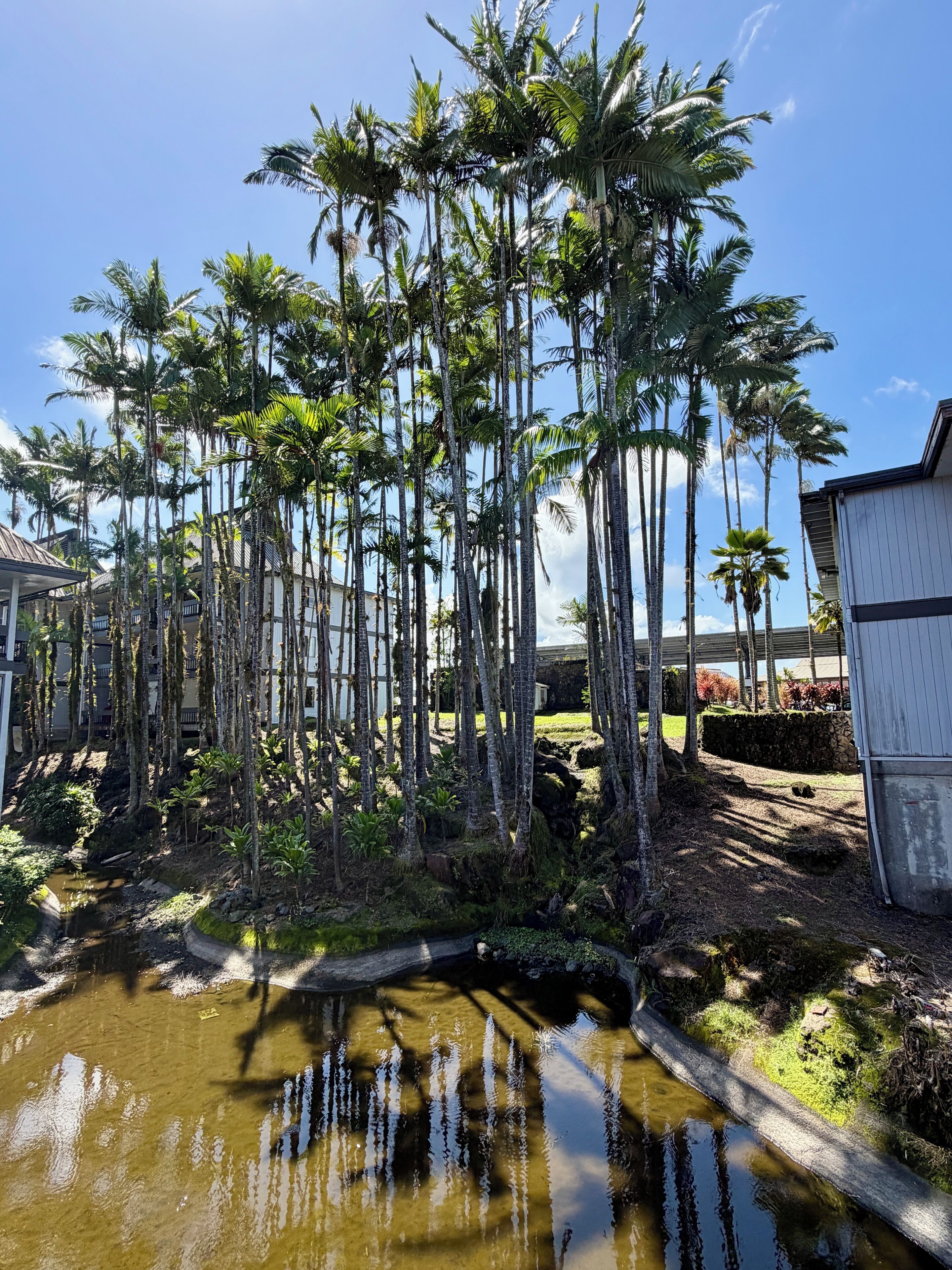 Tropische omgeving met hoge palmbomen, een klein waterpartij en een gebouw met een witte gevel.