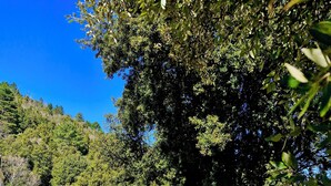 Un camino de grava, un coche, una mesa y sillas, y un árbol grande.