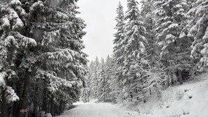 A snow-covered road flanked by dense evergreen trees. - Cozy 2-bedroom condo with AC in pleasant Whitefish (Whitefish)