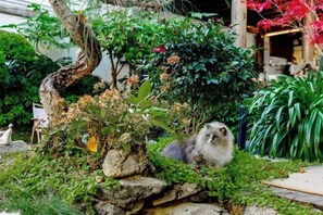 A rustic outdoor area with a stone wall, lush greenery, and a cat. - ‌The Secret Garden of Cats & Wolf's Den Barista Courtyard Cafe & Inn (Wuyi Street) (Lijiang)