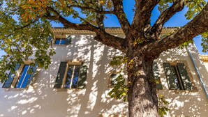 Un arbre se trouve devant un immeuble doté de nombreuses fenêtres et d’un balcon.