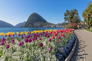 Un sendero bordeado por coloridos tulipanes y flores, que conduce a una masa de agua con montañas al fondo.