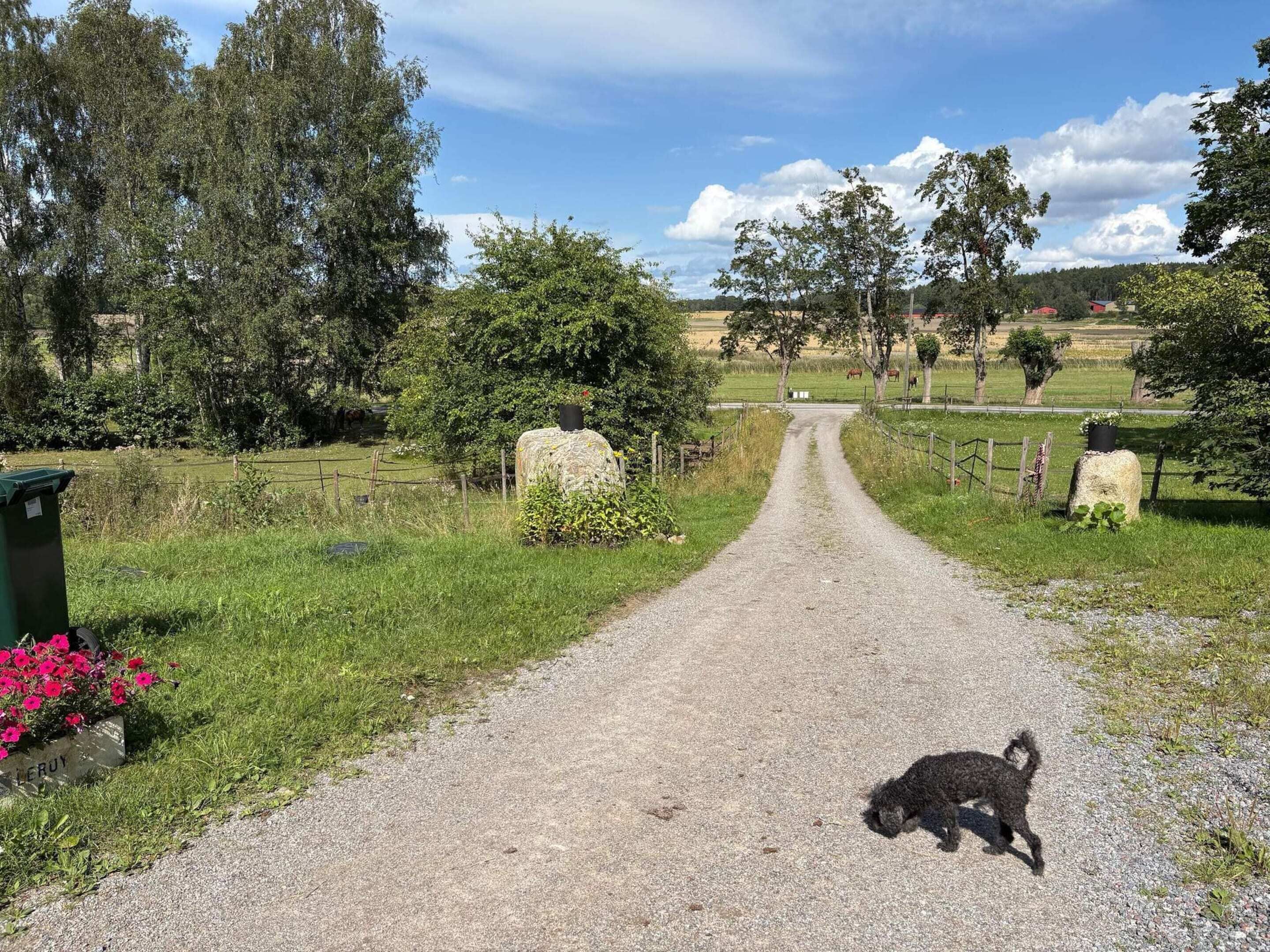 A rural road with a dog, stone markers, and greenery.