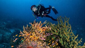 Ein Taucher unter Wasser mit einem farbenprächtigen Korallenriff und Fischen.