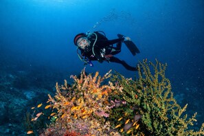 Divers