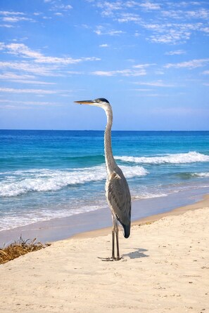 Praia