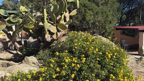A cactus and marigold garden with a stone pathway.