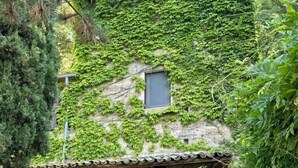 Ein Steinhaus mit Ziegeldach, efeuüberwucherten Mauern, einem kleinen Fenster und einem Tisch mit Stühlen davor.