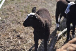 Una oveja de cara blanca y cuerpo oscuro, de pie sobre un terreno pedregoso.