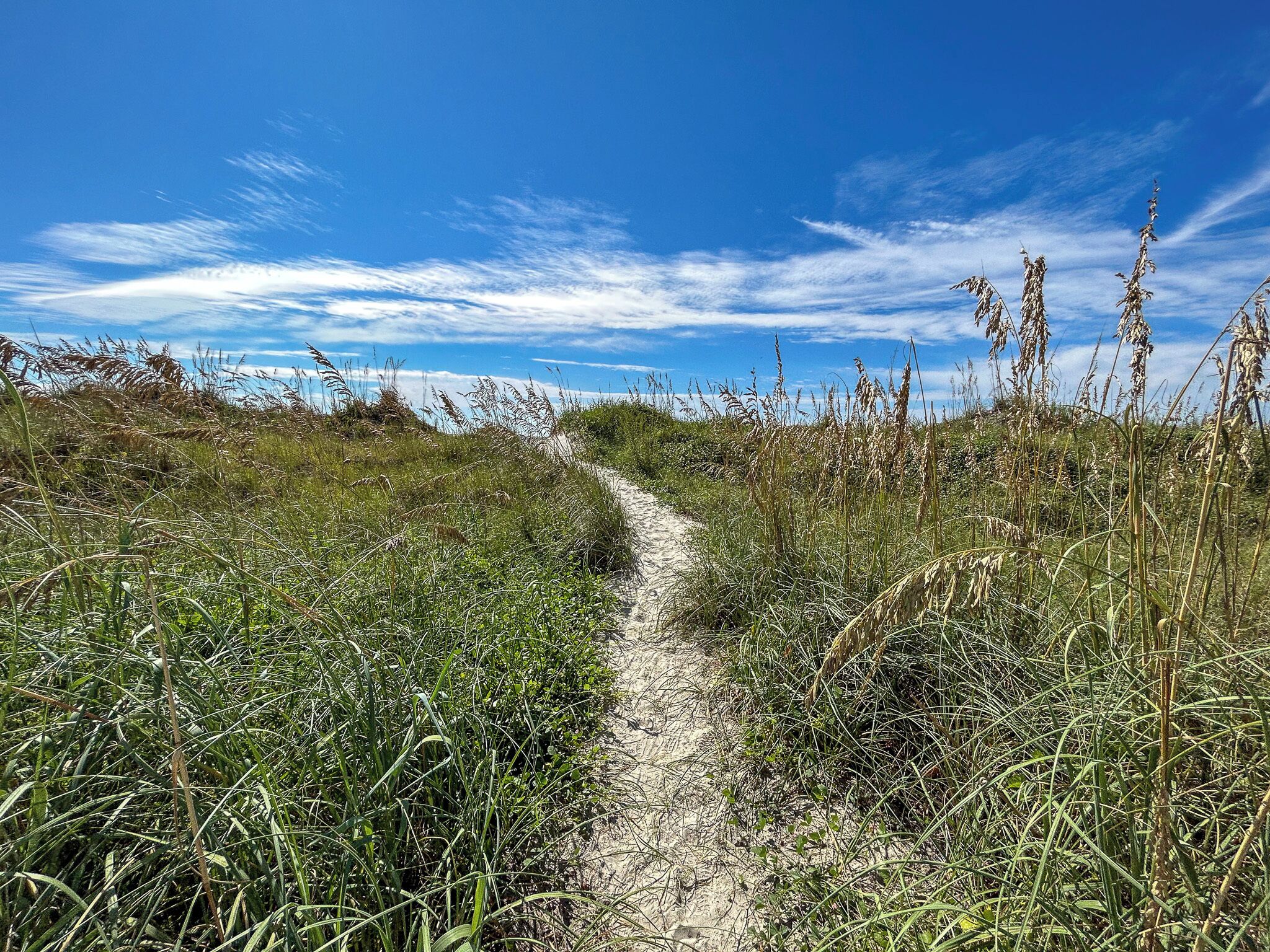 A sandy path through a grassy area with tall grasses and a clear blue sky.