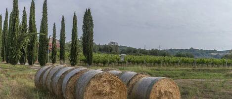 منوع