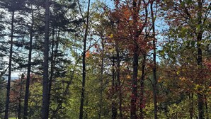 Metsäinen alue, jossa on korkeita puita ja ruohikkoista peltoa.