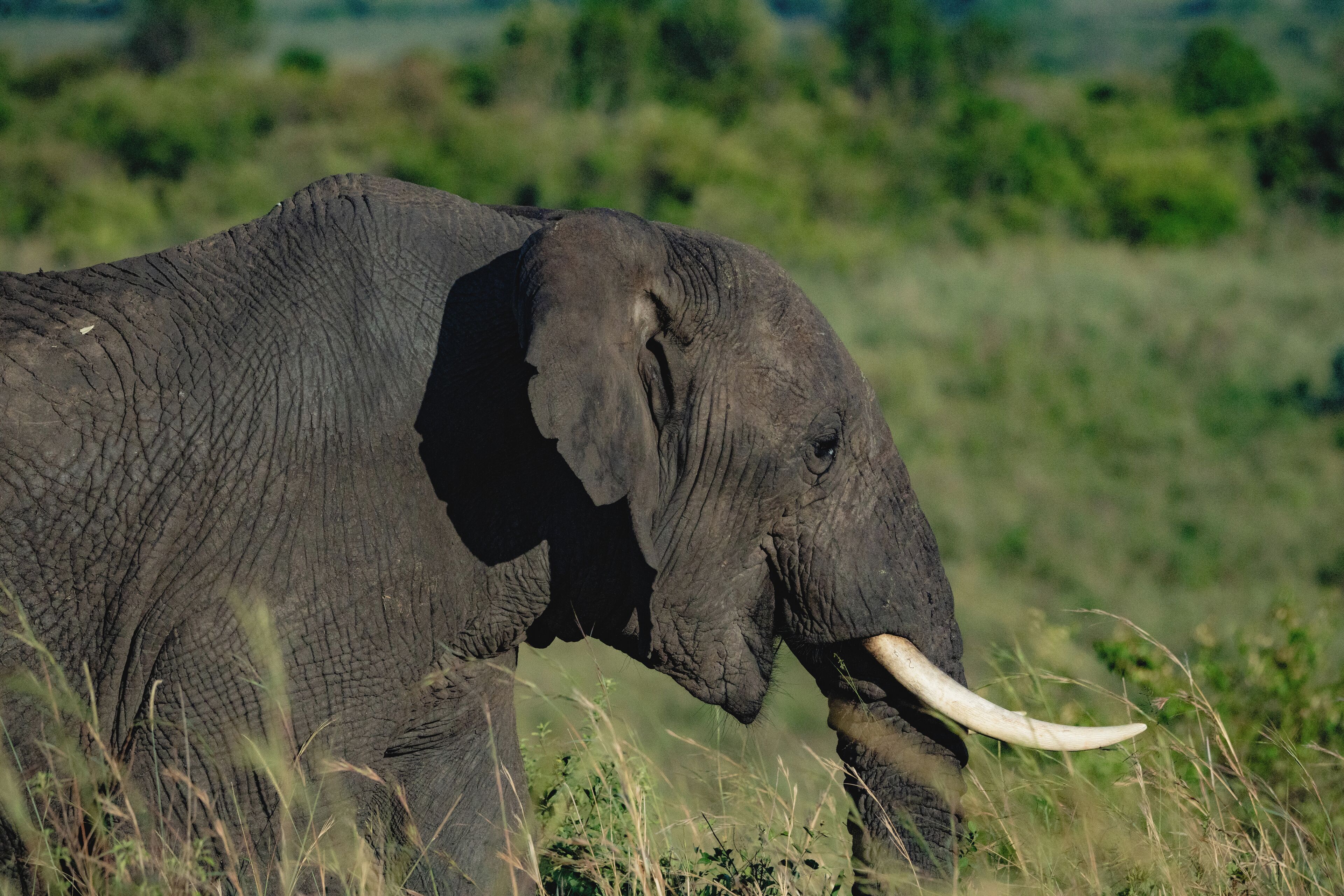 An elephant in a grassy field.