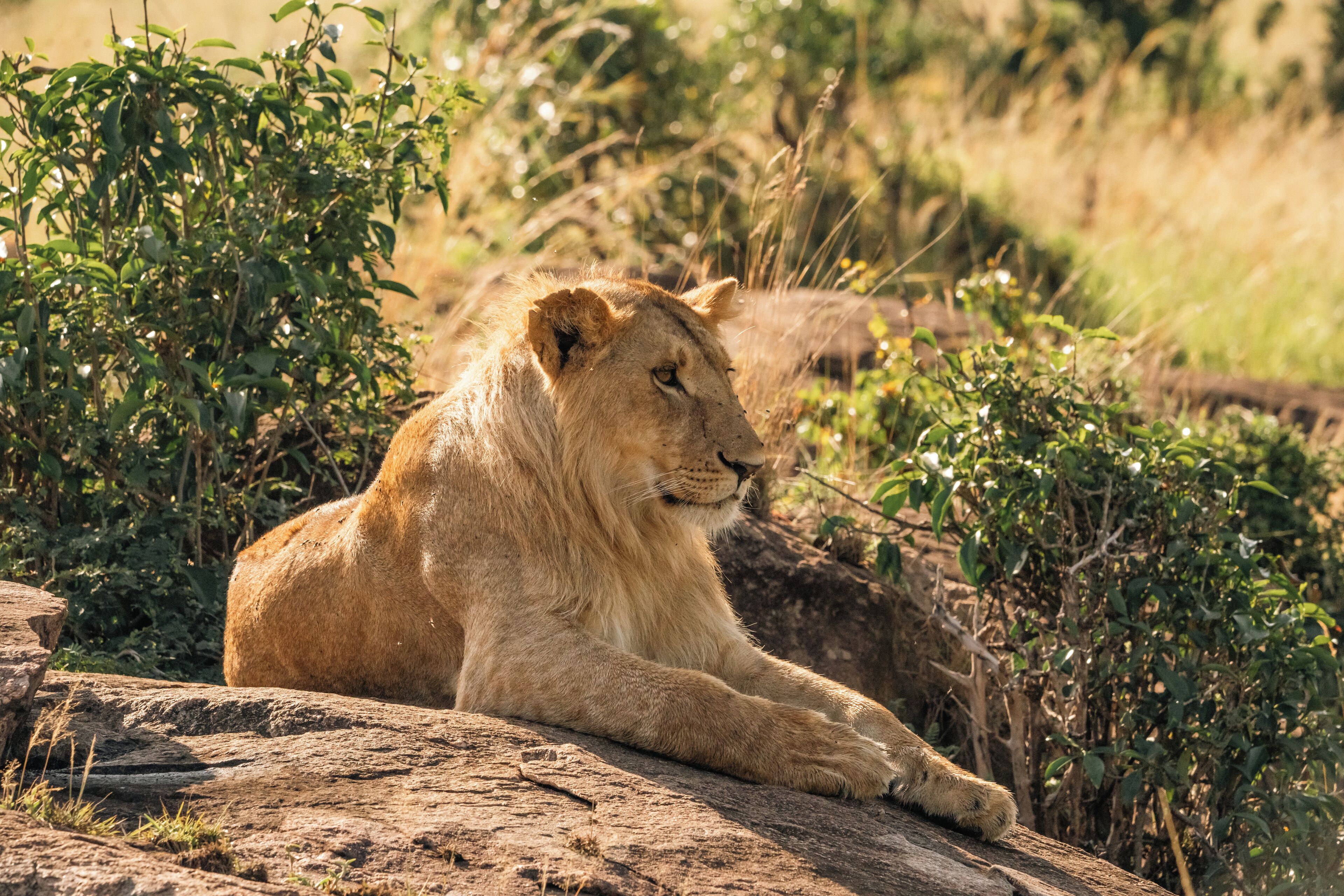 Un lion se reposant sur un rocher, entouré de verdure.