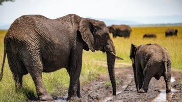 Observation af dyreliv