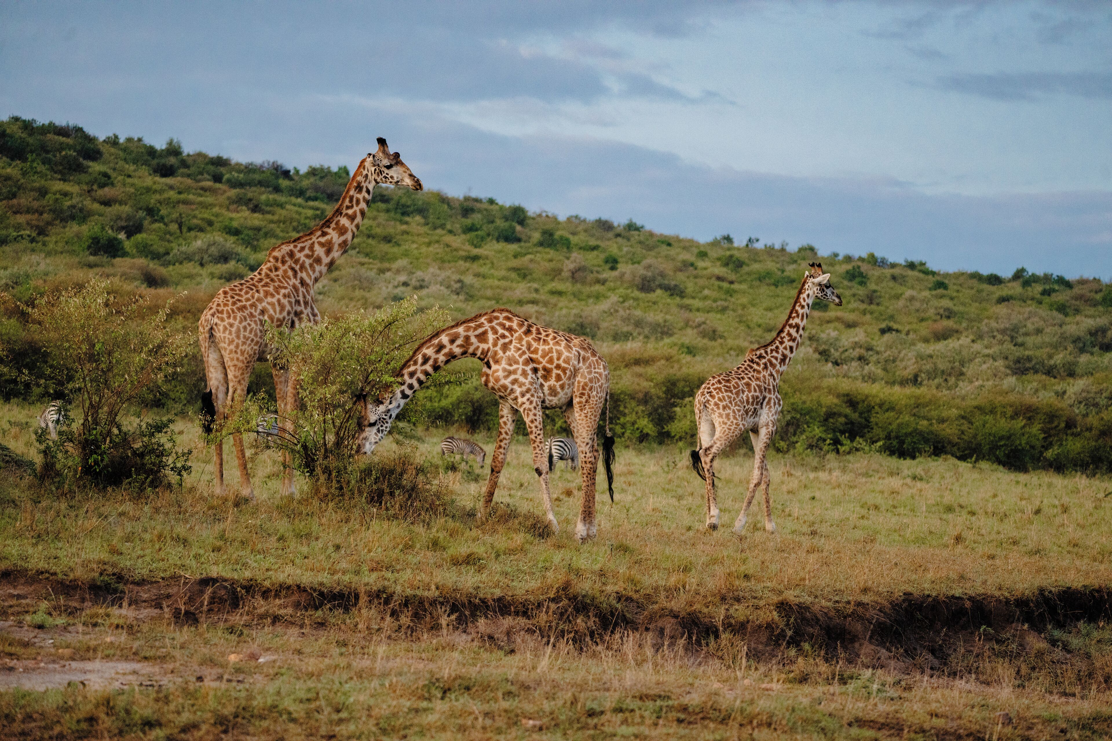Three giraffes in a grassy field with bushes and a hilly background.