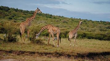 Three giraffes in a grassy field with bushes and a hilly background.