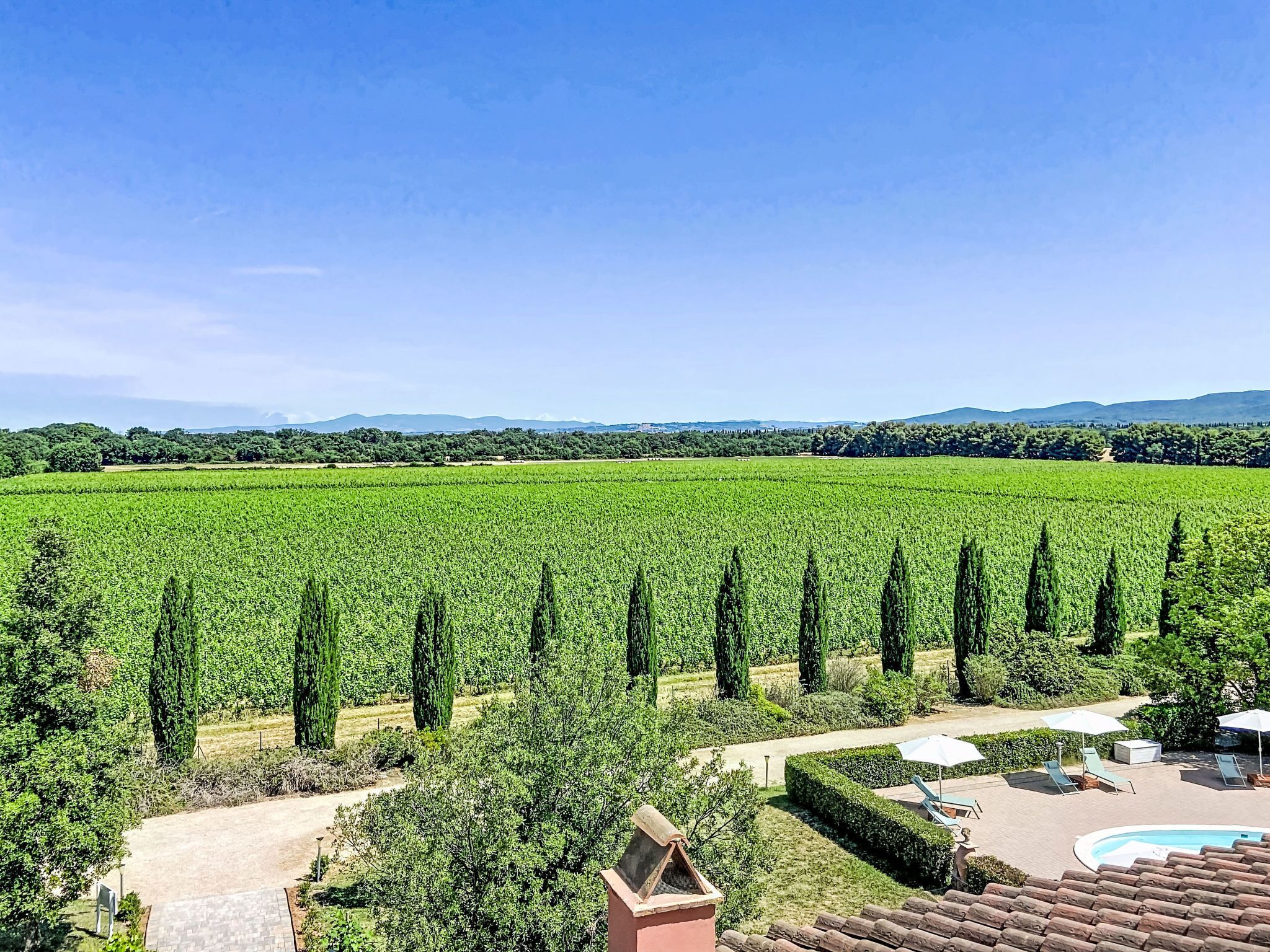 A vineyard with rows of grapevines, a swimming pool, and a patio area with lounge chairs and umbrellas.