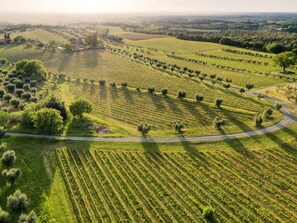 Aerial view - Casale Bolgherese by Interhome (Bolgheri)
