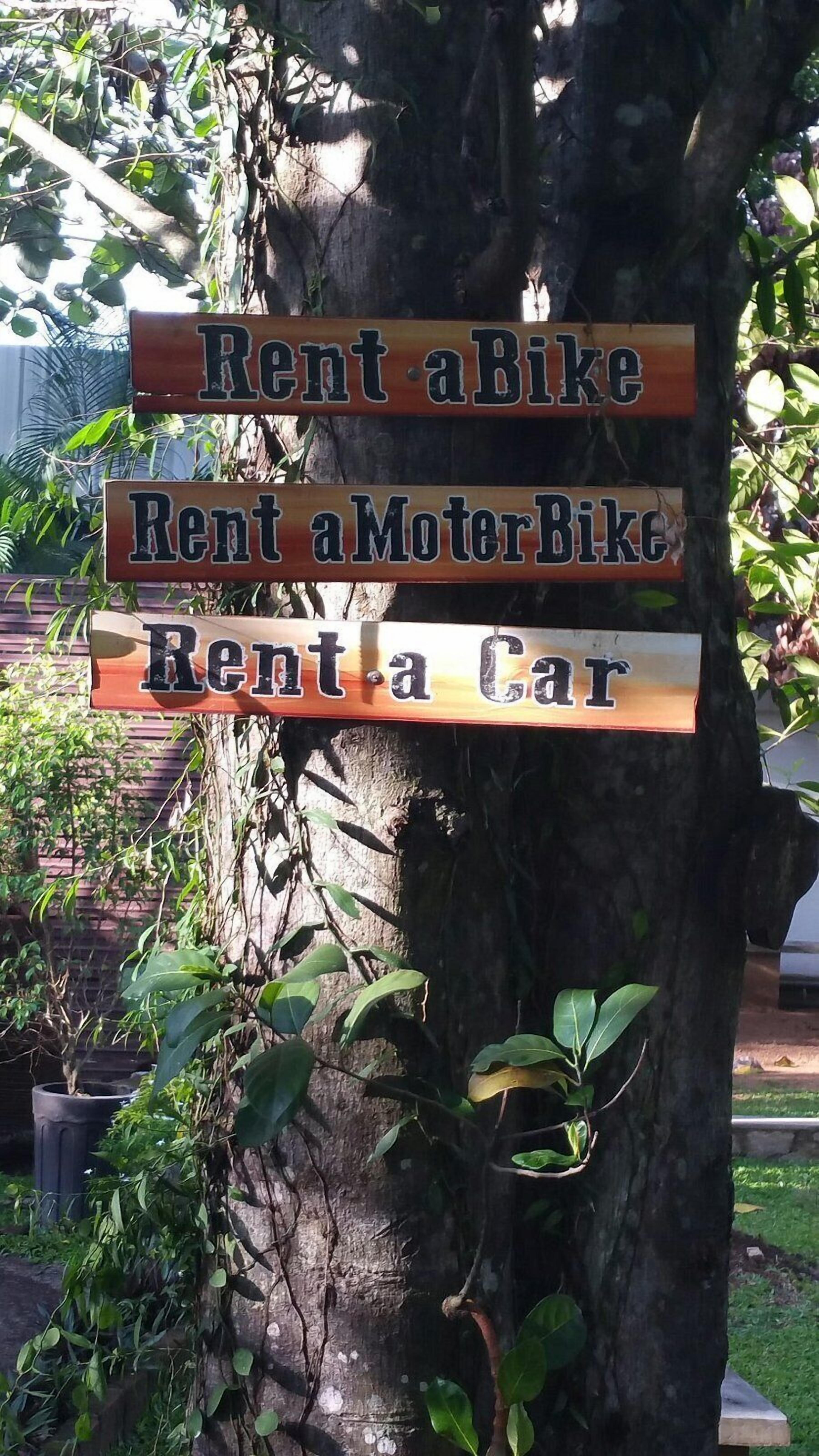 Uma árvore com três placas indicando opções de aluguel para bicicleta, moto e carro.