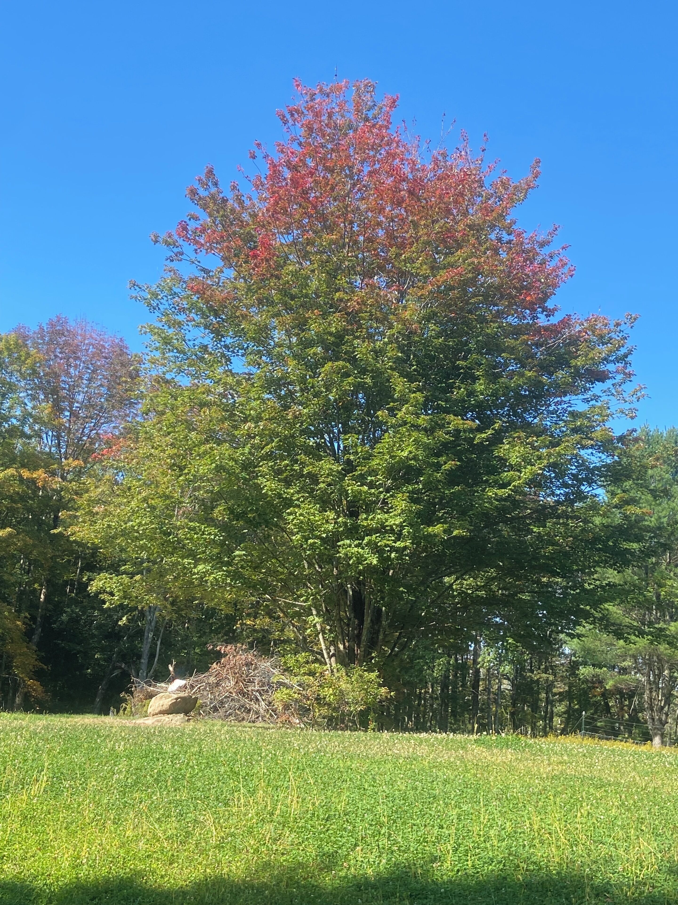 Un arbre aux feuilles vertes et rouges, un ciel bleu clair et un champ verdoyant.