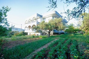 Basic Apartment, Balcony, Beach View | Exterior - olive view (Kissamos)